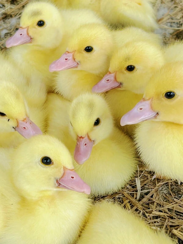 hình ảnh con vịt 19