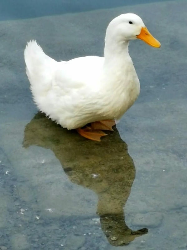 hình ảnh con vịt 2