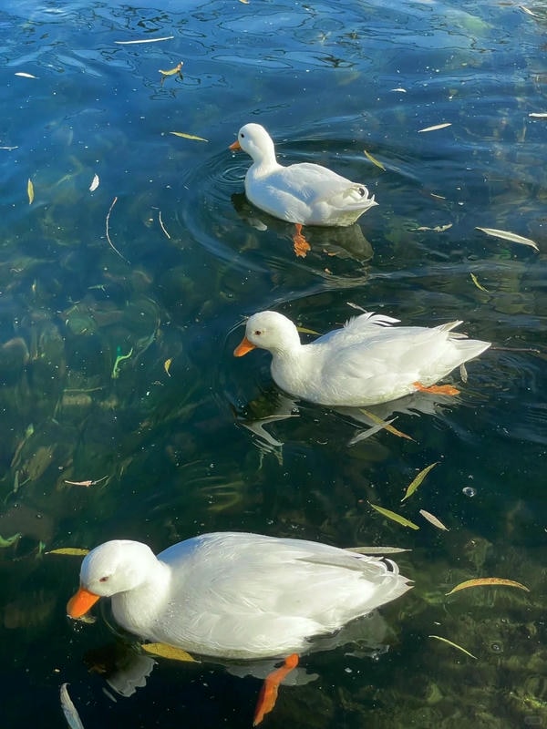 hình ảnh con vịt 21