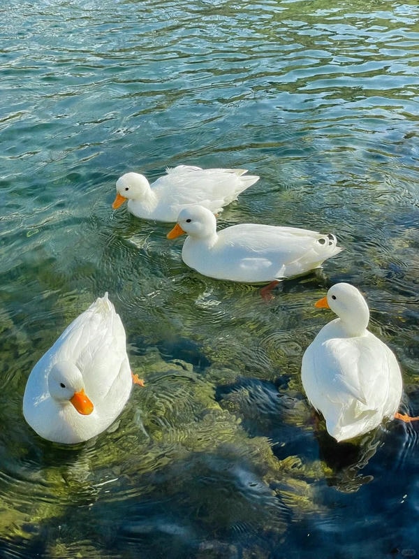 hình ảnh con vịt 22