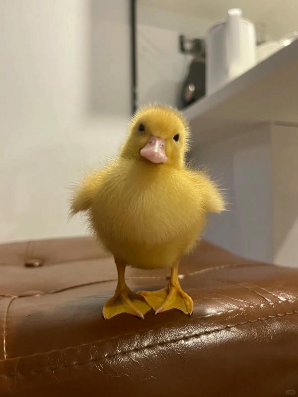 hình ảnh con vịt 23