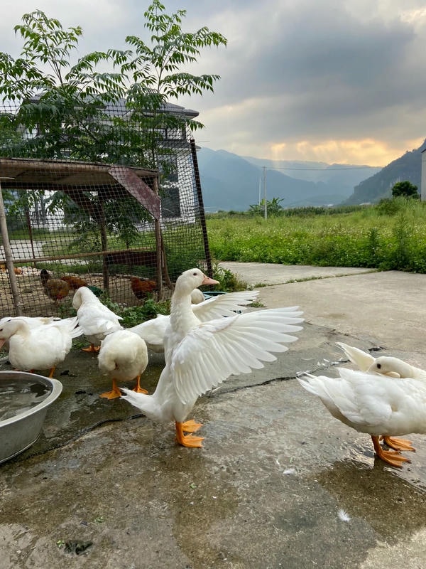 hình ảnh con vịt 24