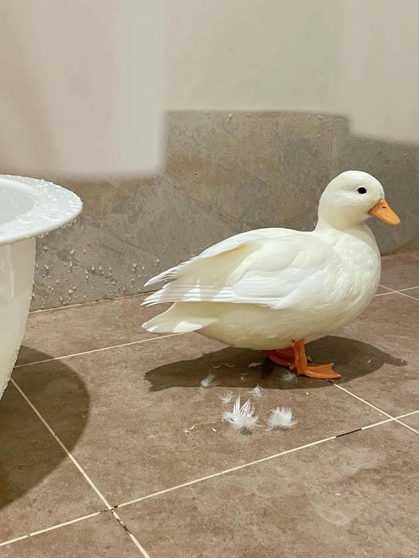 hình ảnh con vịt 26