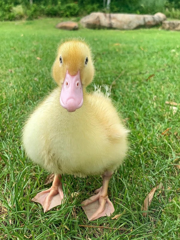 hình ảnh con vịt 29