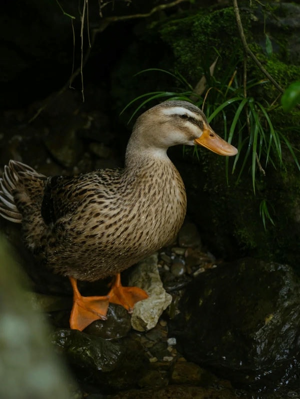 hình ảnh con vịt 3