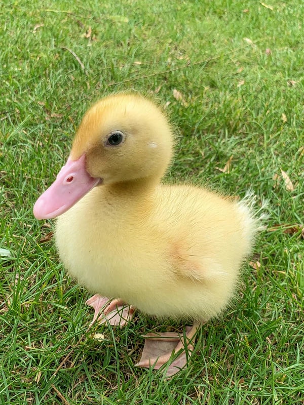 hình ảnh con vịt 30