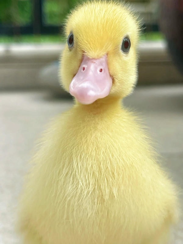 hình ảnh con vịt 31