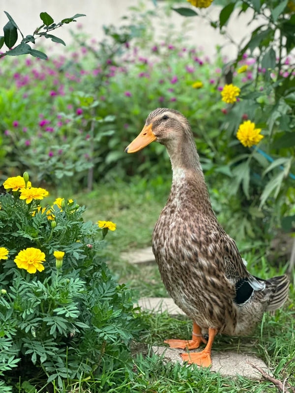 hình ảnh con vịt 32