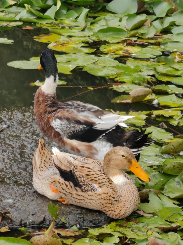 hình ảnh con vịt 34