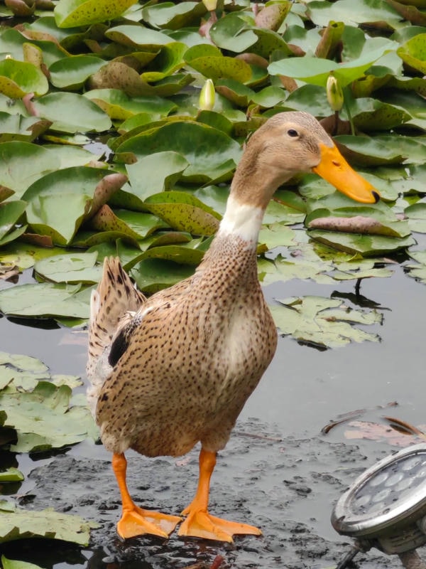 hình ảnh con vịt 35