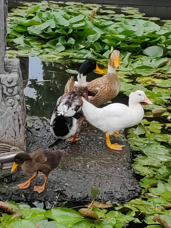 hình ảnh con vịt 36