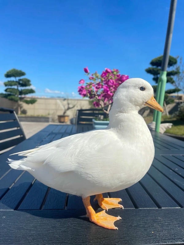 hình ảnh con vịt 4