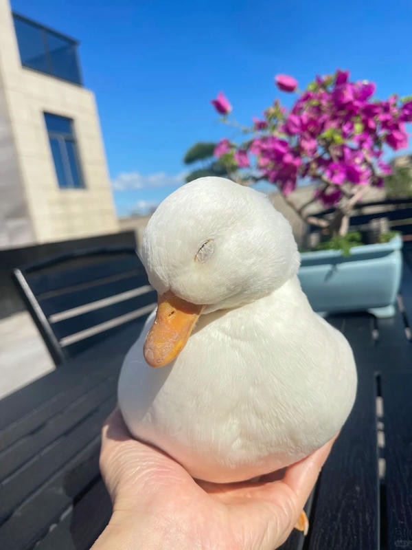 hình ảnh con vịt 5