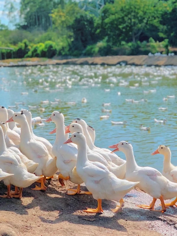 hình ảnh con vịt 7