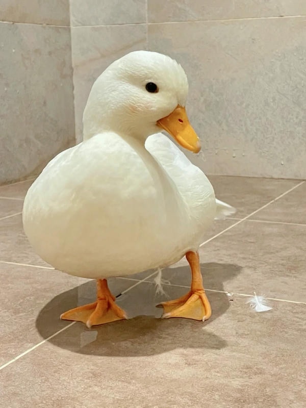 hình ảnh con vịt 9