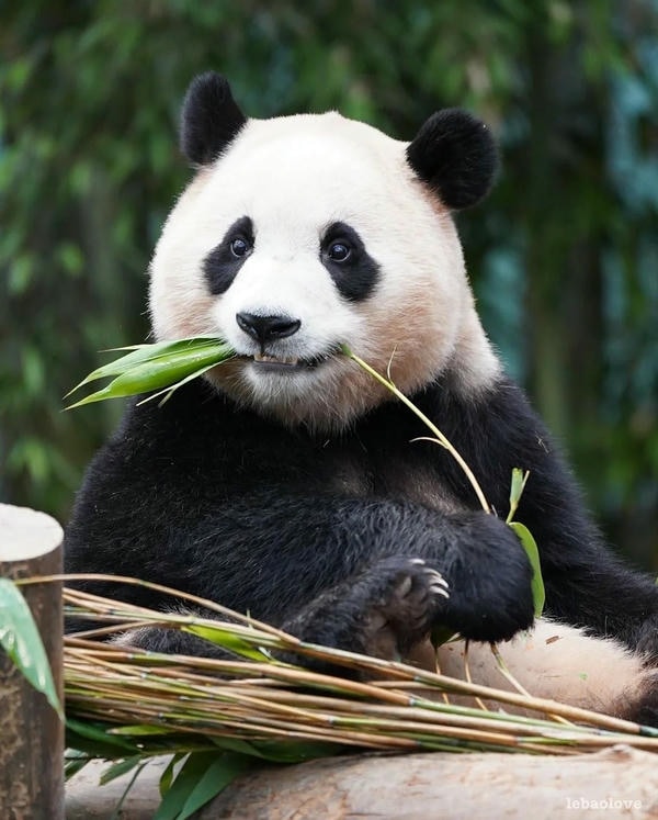 hình ảnh gấu trúc 1