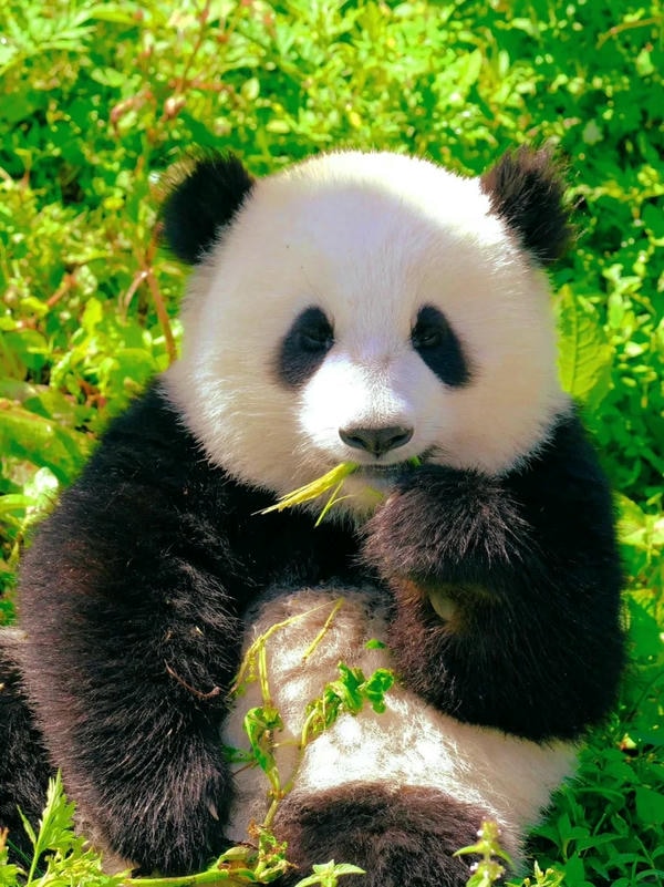 hình ảnh gấu trúc 10