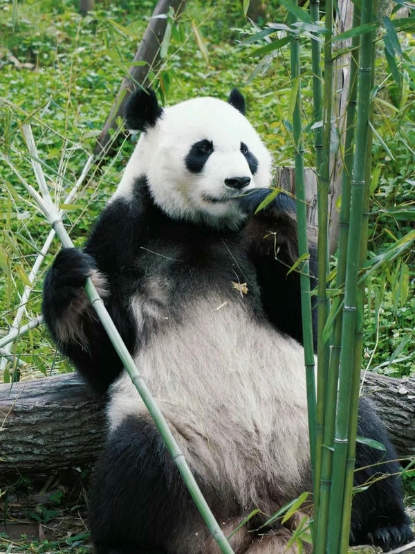 hình ảnh gấu trúc 12