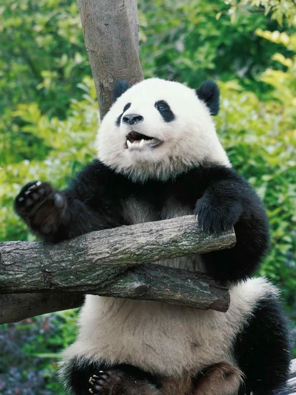 hình ảnh gấu trúc 13