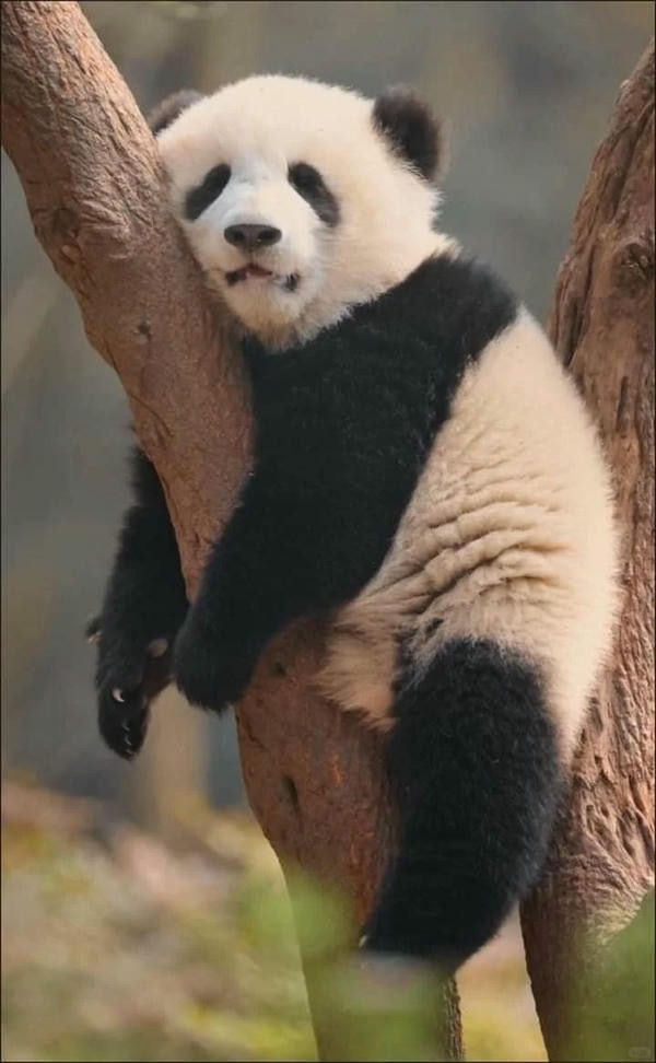 hình ảnh gấu trúc 15