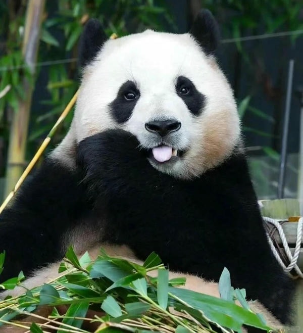 hình ảnh gấu trúc 17