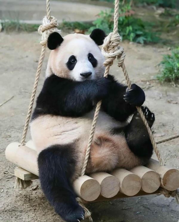 hình ảnh gấu trúc 18