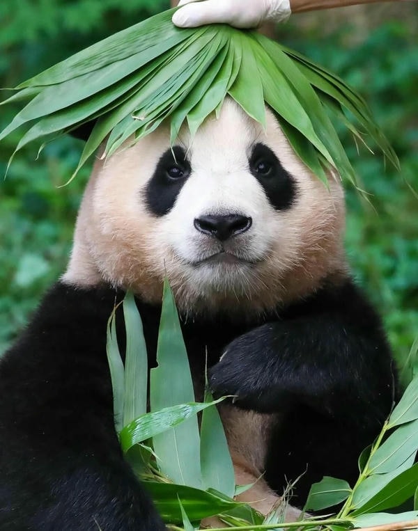 hình ảnh gấu trúc 19