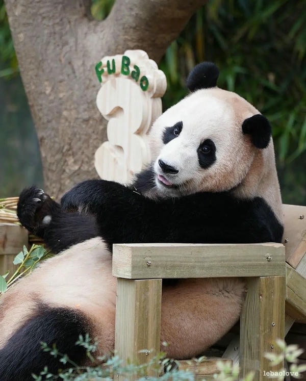 hình ảnh gấu trúc 2