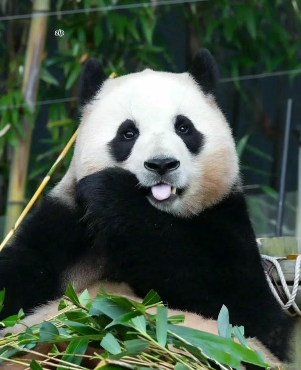 hình ảnh gấu trúc 20