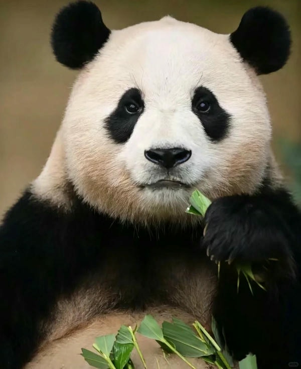 hình ảnh gấu trúc 21