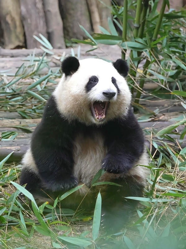 hình ảnh gấu trúc 23