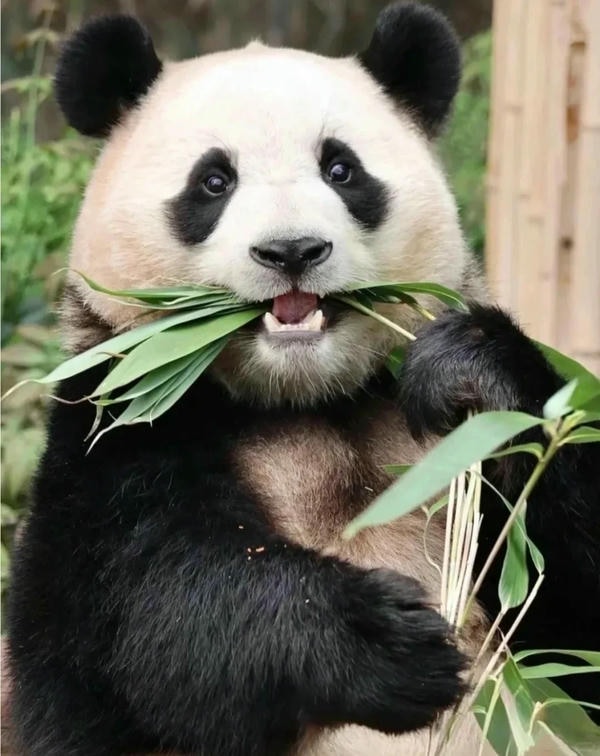 hình ảnh gấu trúc 24