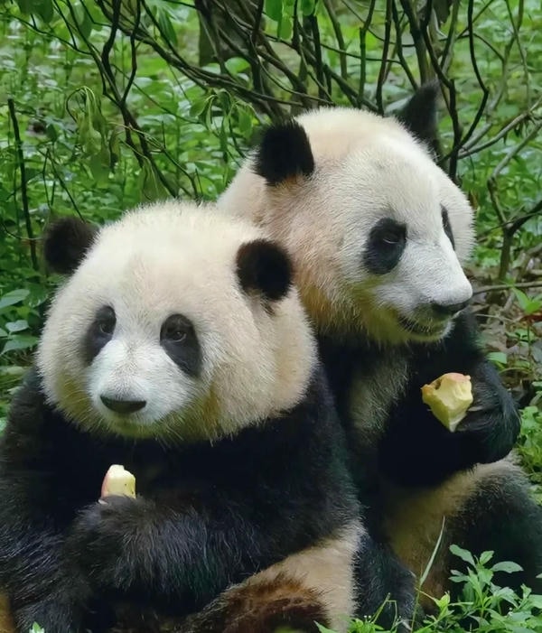 hình ảnh gấu trúc 28