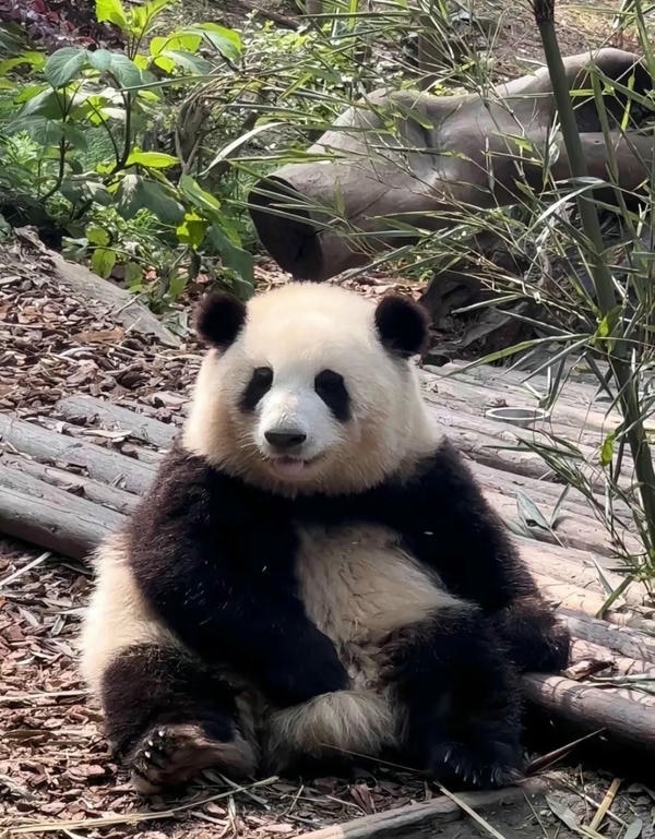 hình ảnh gấu trúc 29