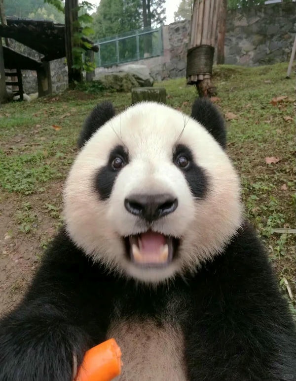 hình ảnh gấu trúc 3