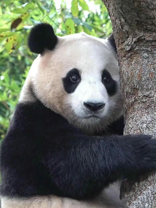 hình ảnh gấu trúc 32