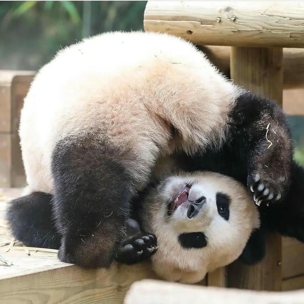 hình ảnh gấu trúc 4