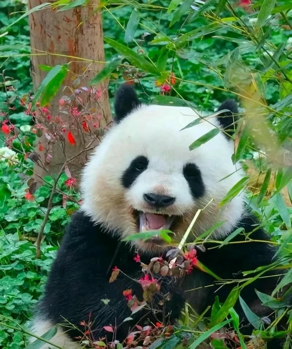 hình ảnh gấu trúc 7