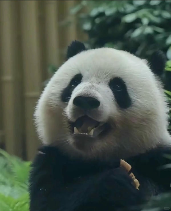 hình ảnh gấu trúc 8