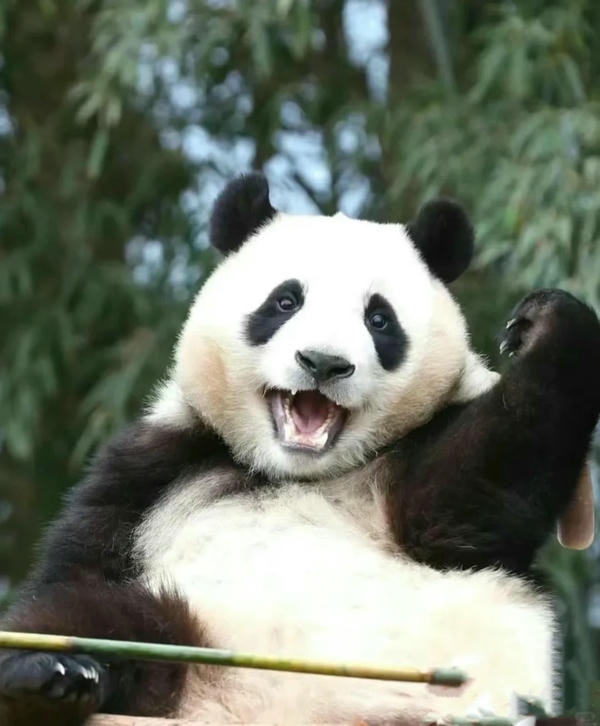 hình ảnh gấu trúc cute