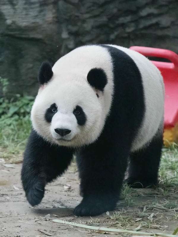 hình ảnh gấu trúc đẹp nhất