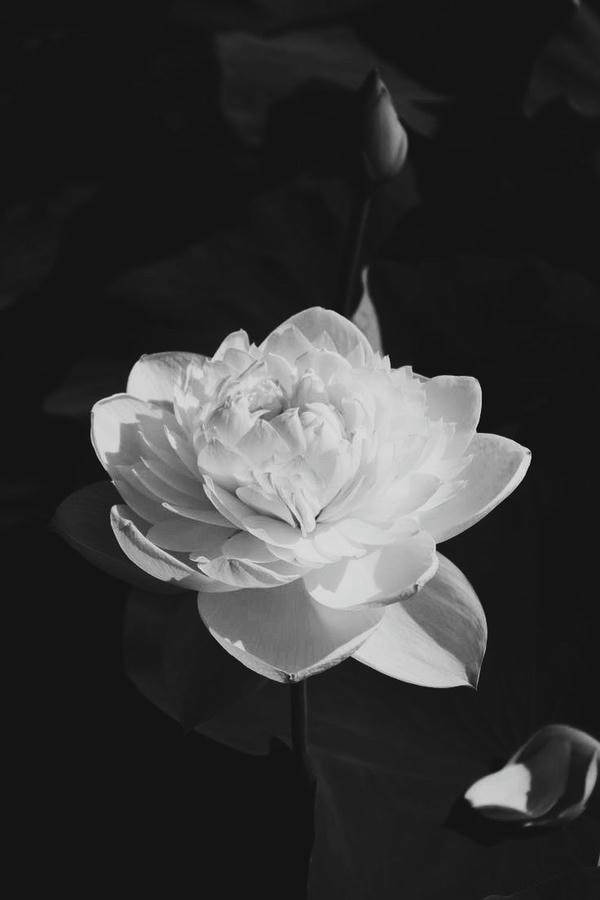 hình ảnh hoa sen trắng nền đen