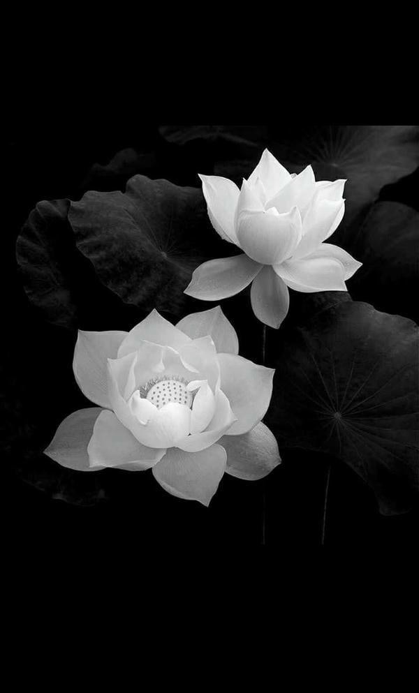 hình ảnh hoa sen trắng trên nền đen