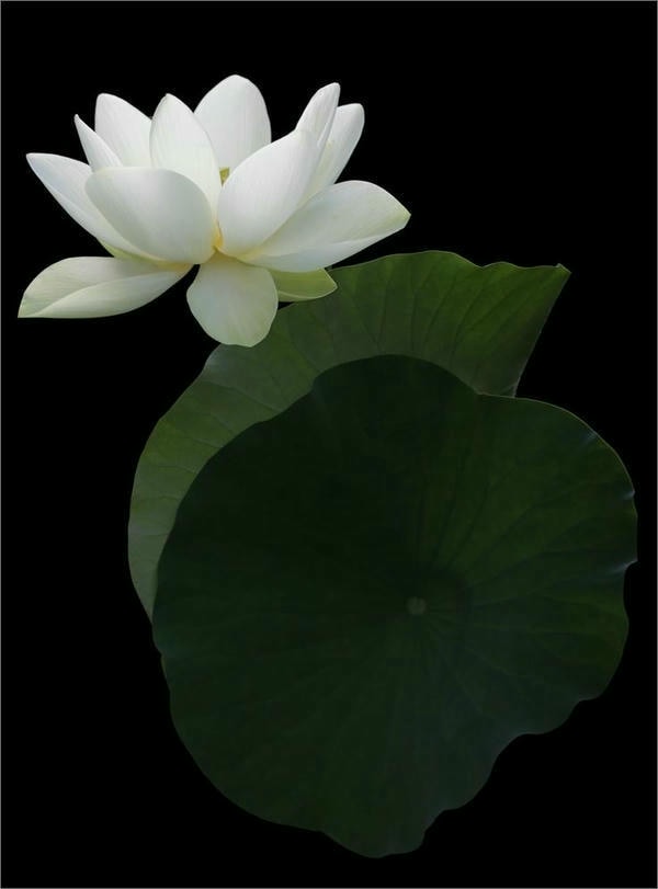 hình ảnh hoa sen viền trắng nền đen