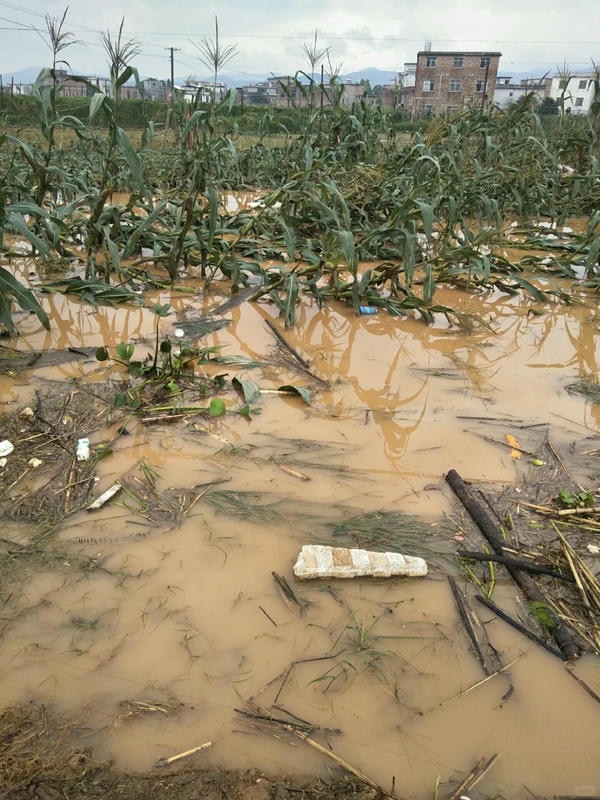 hình ảnh lũ lụt 26