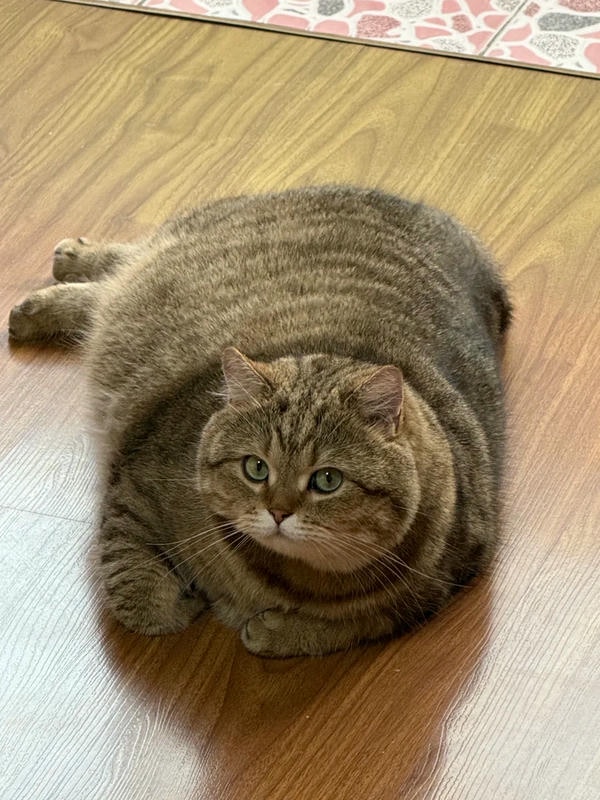 hình ảnh mèo béo