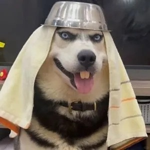 tải ảnh chó hài hước