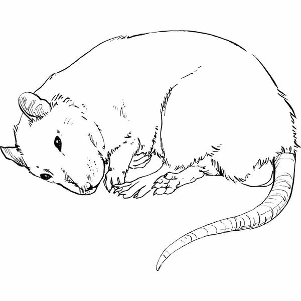 tô màu con chuột 5