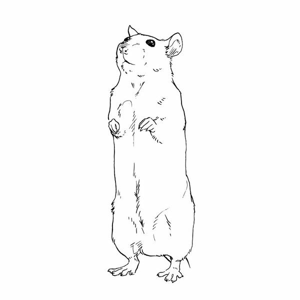 tô màu con chuột 6