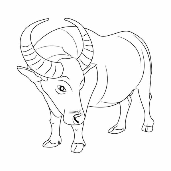 tô màu con trâu 19